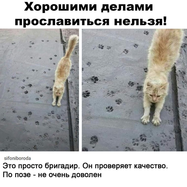 Кот готовит еду