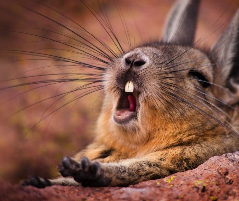 Смешные стихи про котов