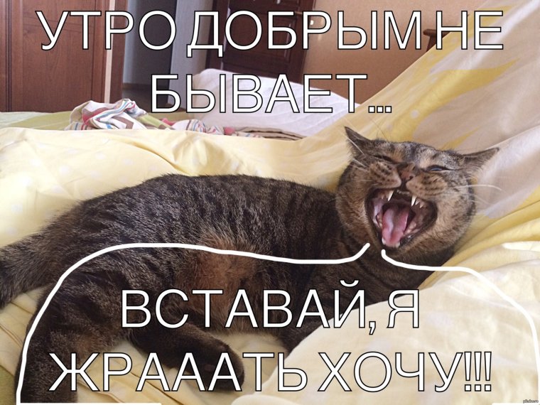 Доброе субботнее утро с животными