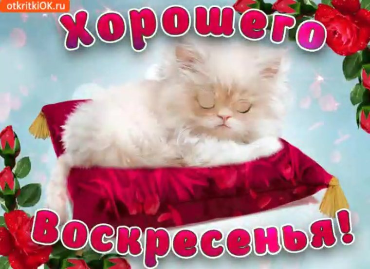 Уставшая кошка