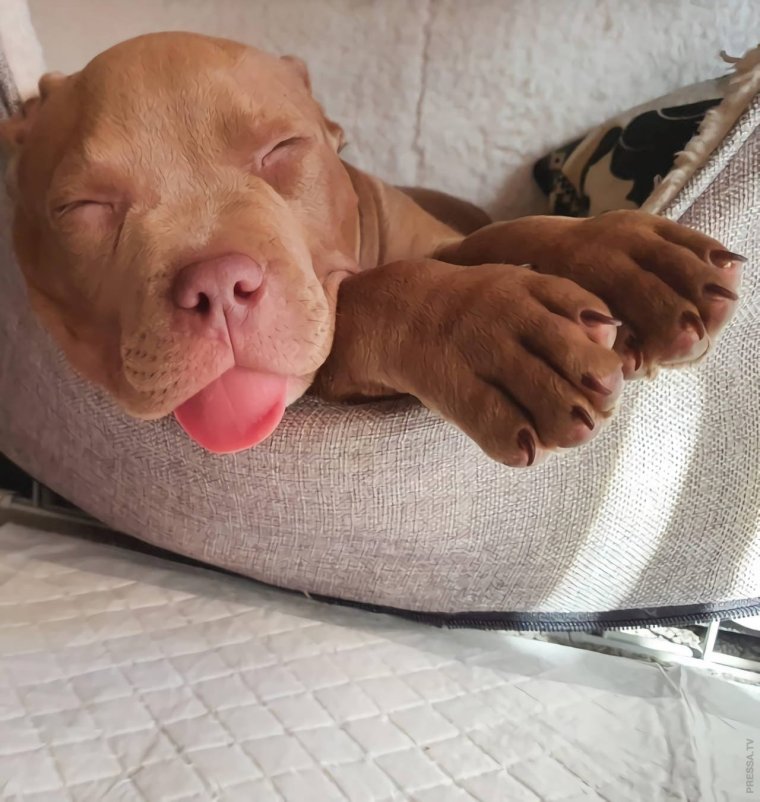 Веселые кошки