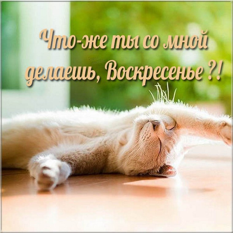 С воскресеньем с юмором