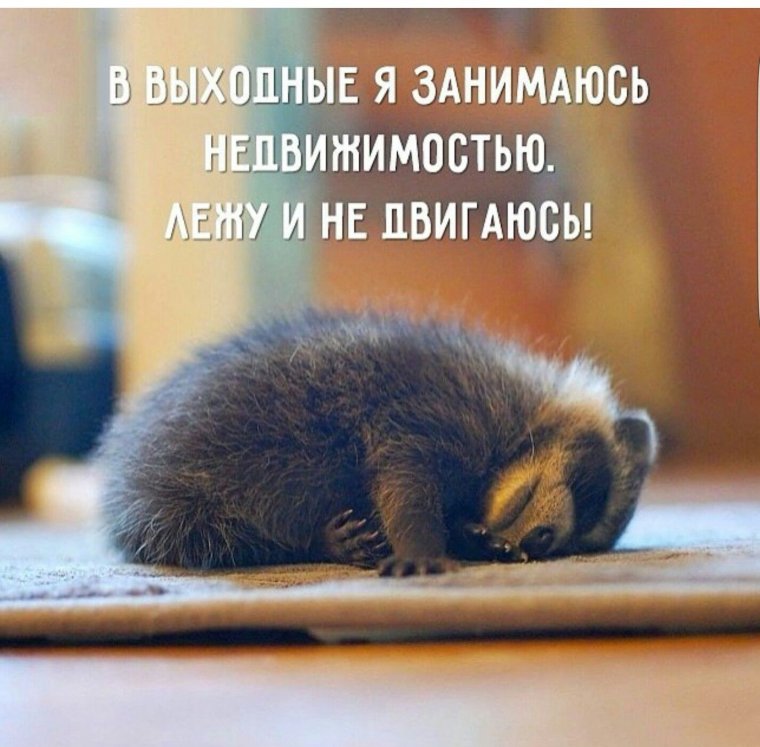 Смешные высказывания про выходные