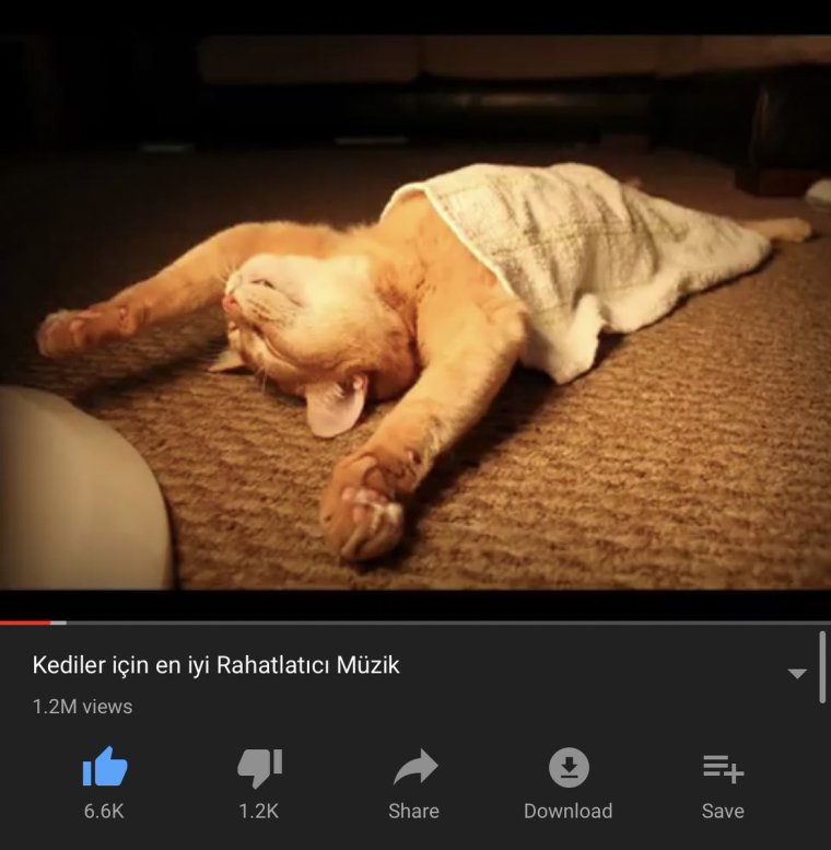 Кот смешно спит