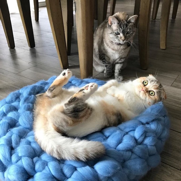 Котики утро милота