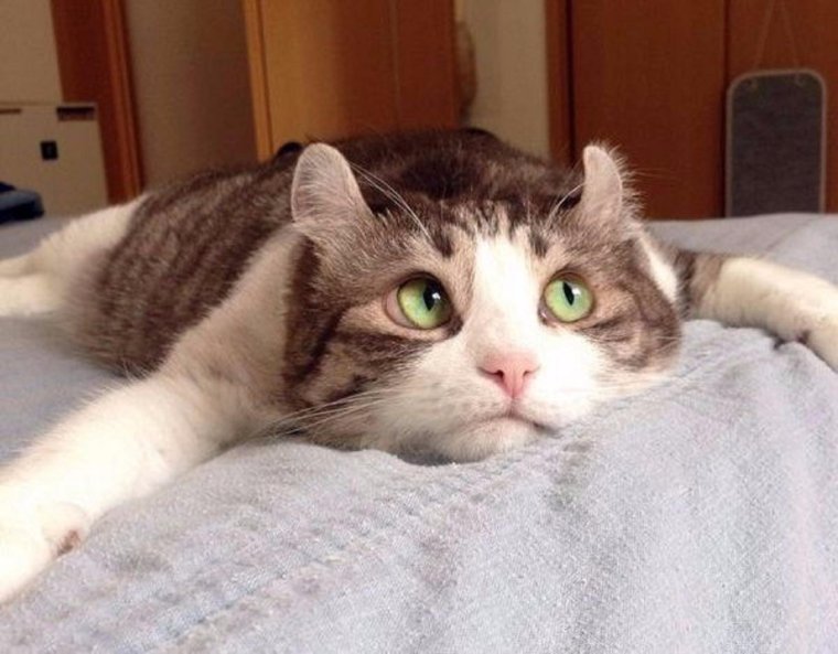 Смешные фотографии числом 4