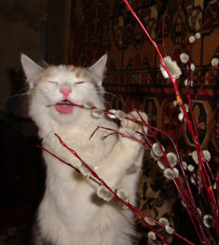 Ржачные высказывания