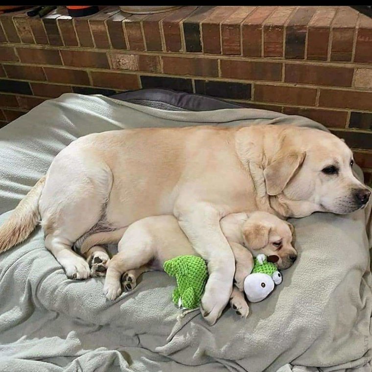 Смешной кот с подписью