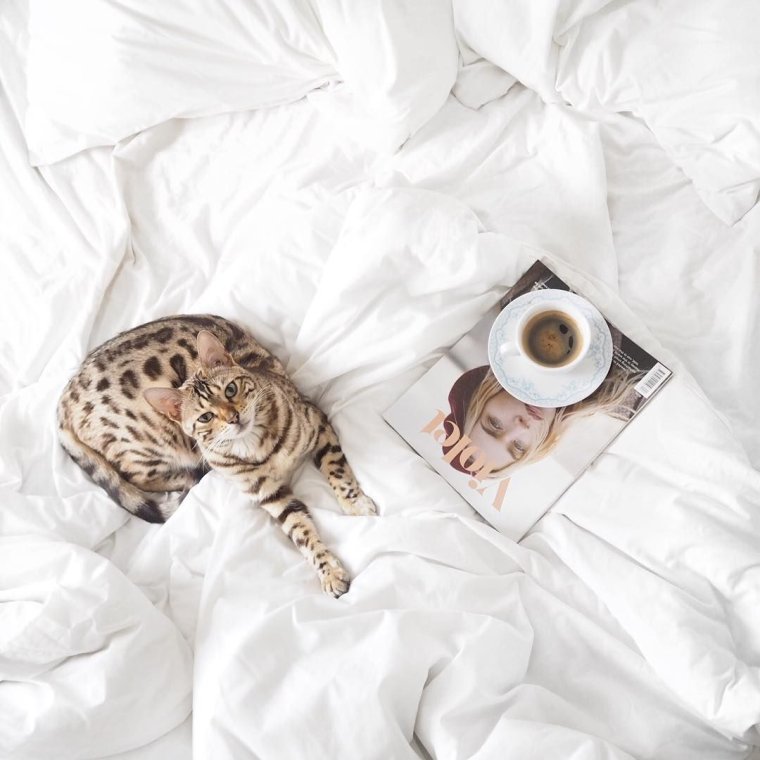 Кот понедельник