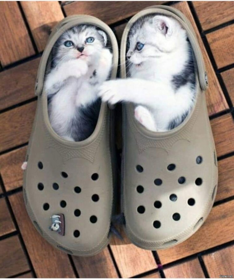 Кошка в тапочках