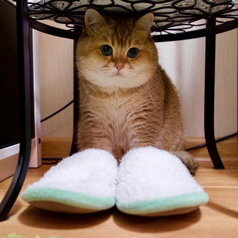 Котик в тапочках