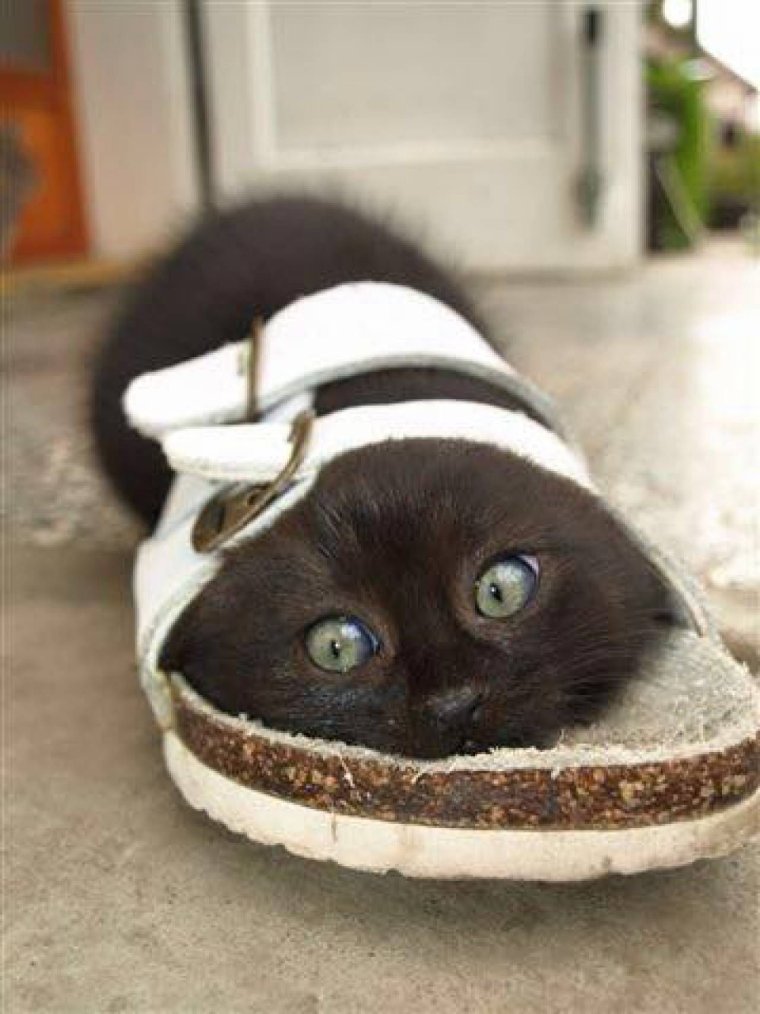 Котик в тапке