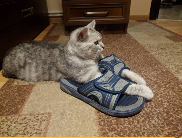 Смешной тапок