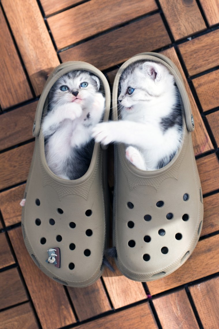 Коты в тапочках