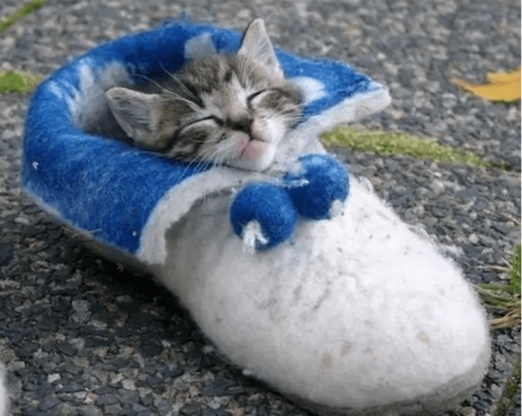 Кот и тапки