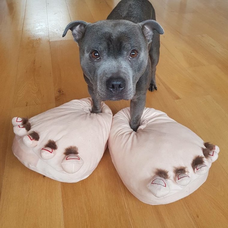 Собака в тапочках