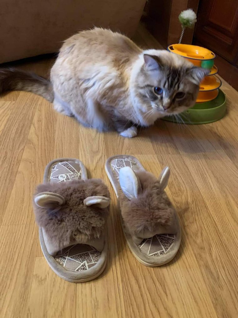 Тапки котики