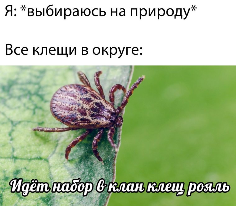 Укус клеща болезнь Лайма