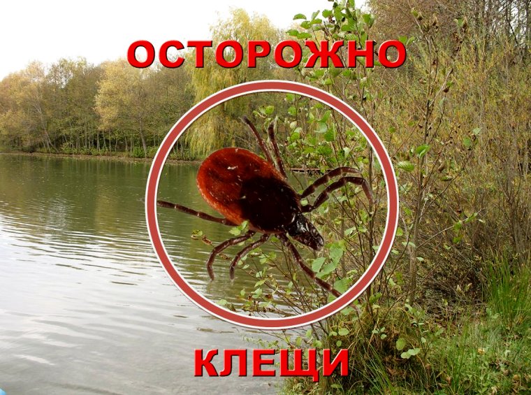 Осторожно клещи