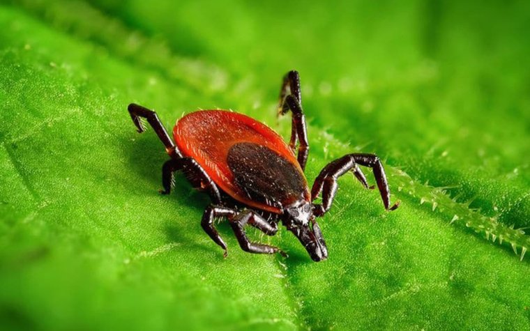 Сезон клещей