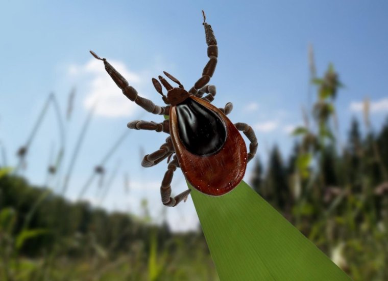 Клещи мультяшные