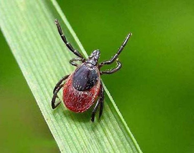 Сезон клещей