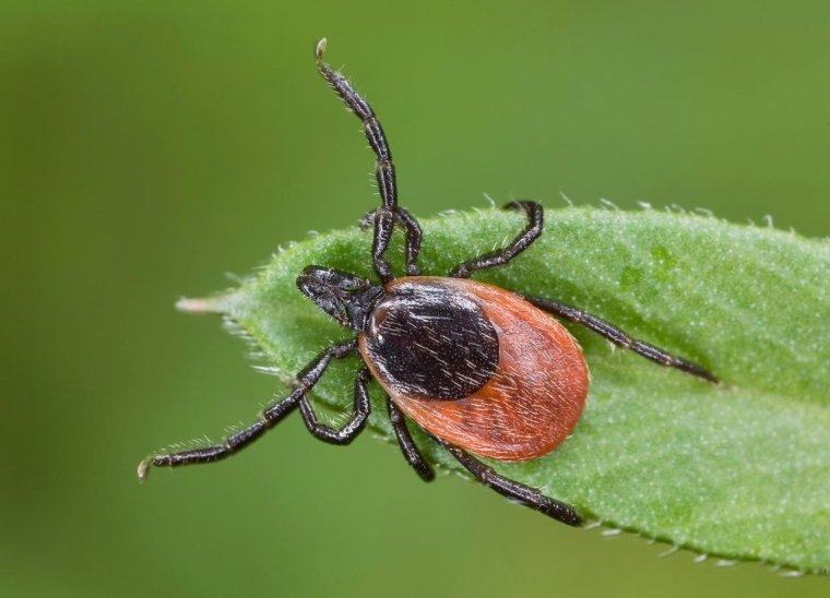 Клещ мультяшный