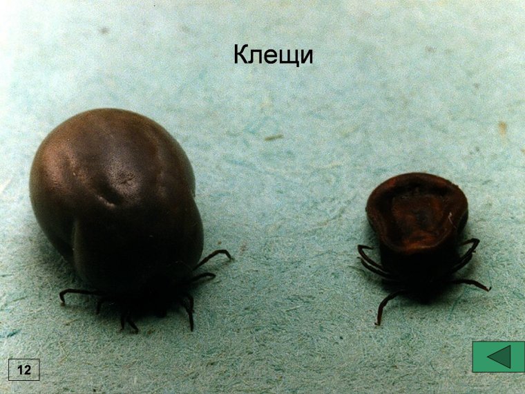 Нападение клещей прикол