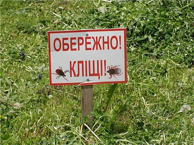 Кровососущие комары