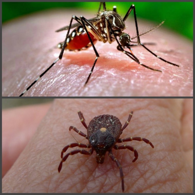 Борьба с лесным клещом