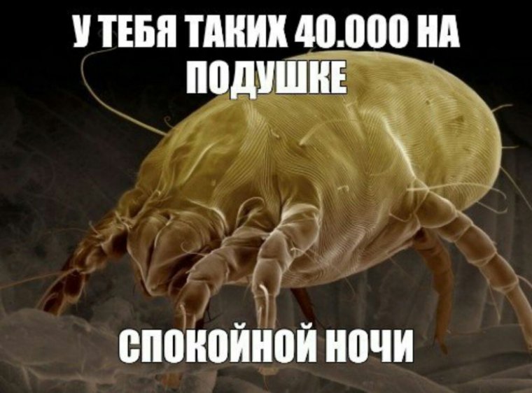 Смешная блоха