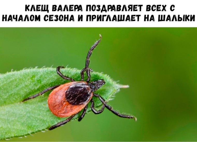 Клещи весело