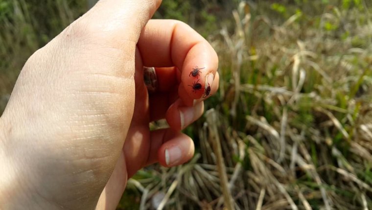 Осторожно клещи фото