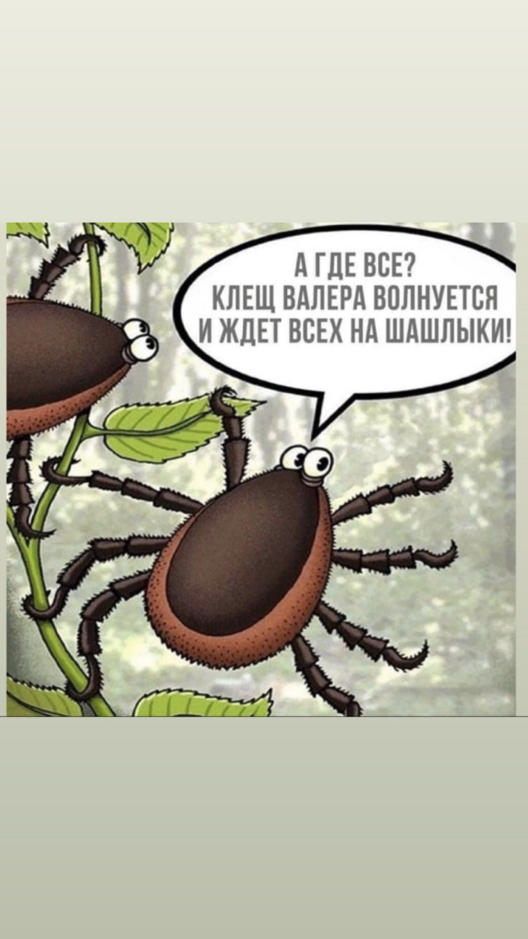 Шутки про клещей