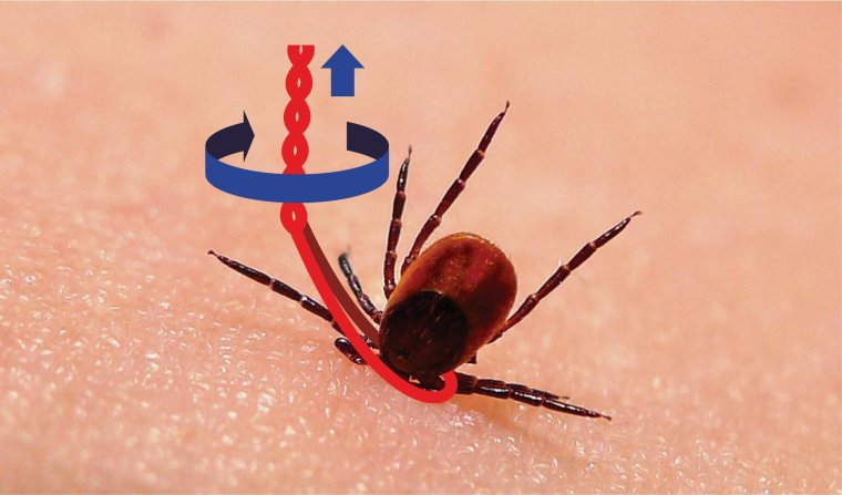 Лесной клещ энцефалит