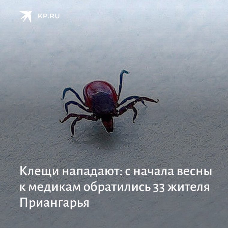 Медведь в лесу прикол