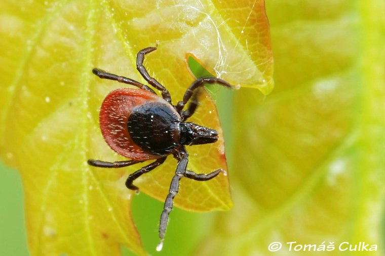 Приколы про клещей