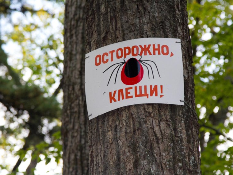 Карикатуры о клещах