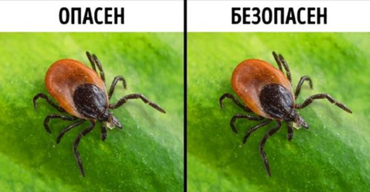 В этом мире счастья нападут клещи