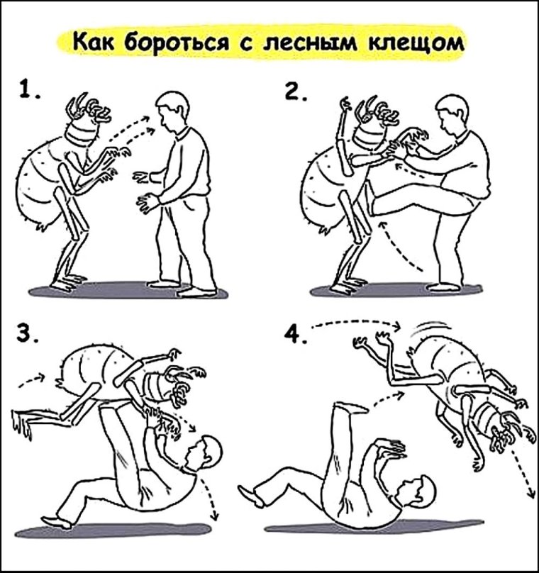 Клещ насекомое