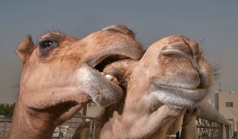 Веселый верблюд