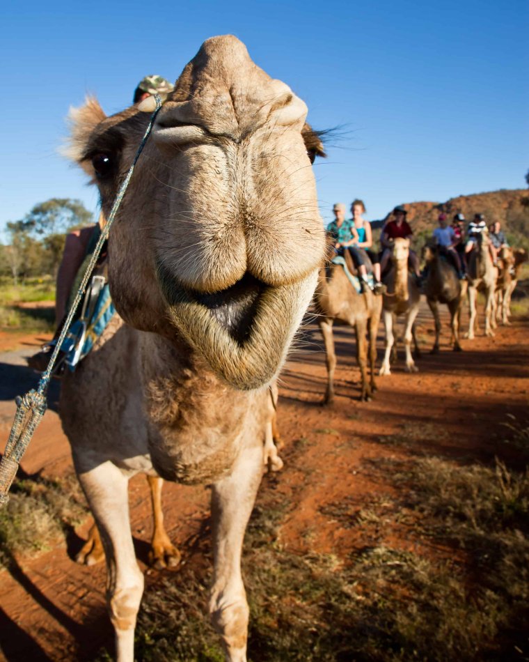 УГАРНЫЙ верблюд