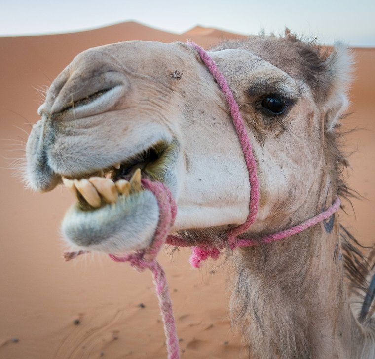 Верблюд смеется