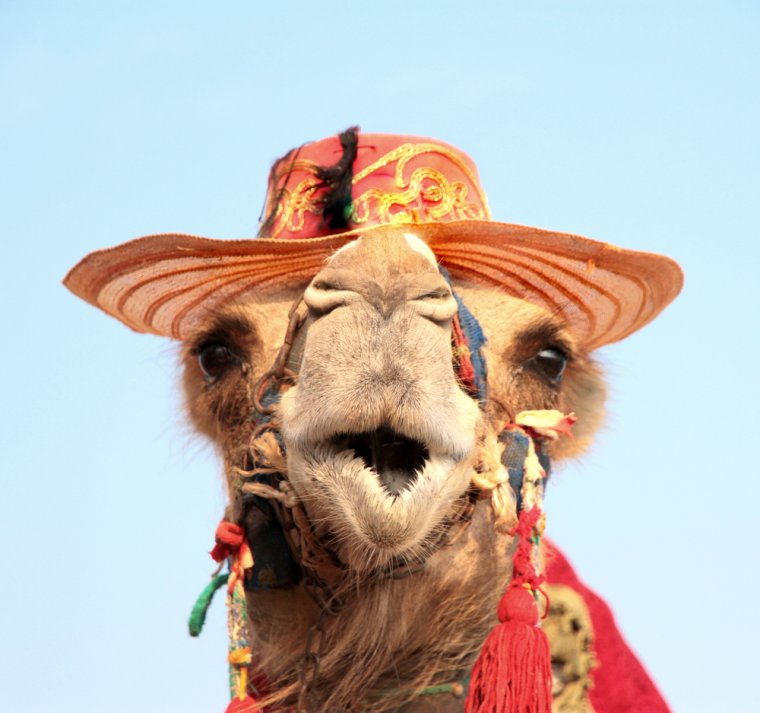 Верблюд в шляпе