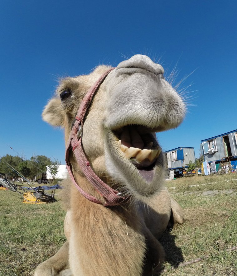 Забавный верблюд