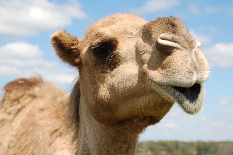 Wild animals pictures IPG Camel