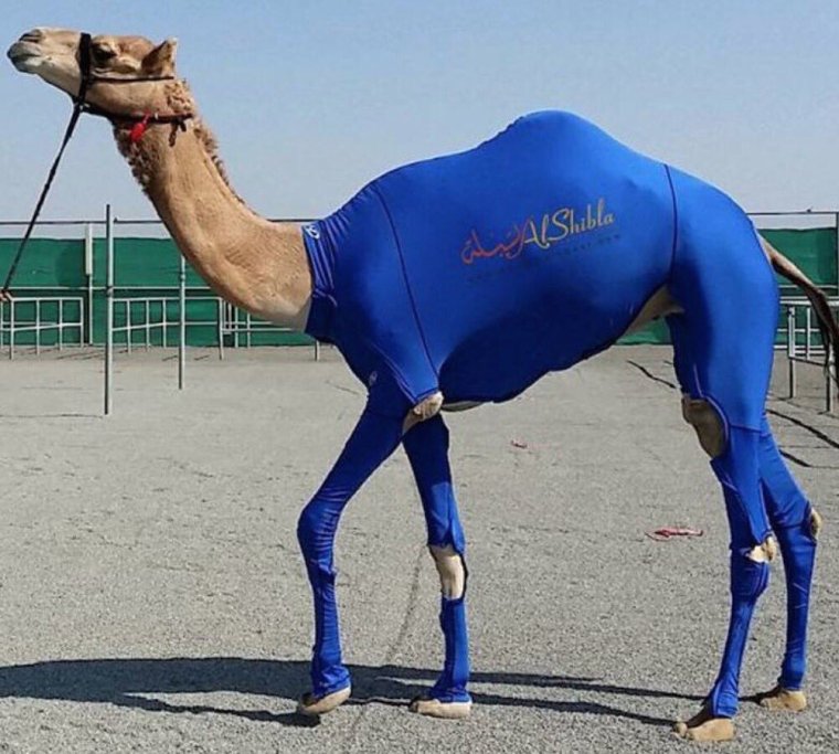 Верблюд прикольный