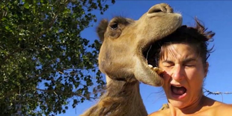 Верблюд нападает на человека