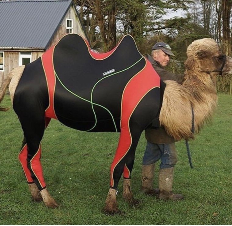 Попона для верблюда