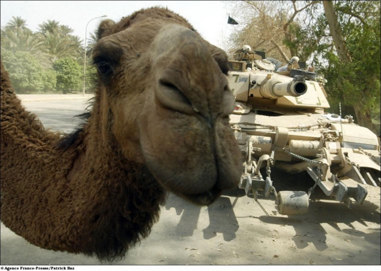 Военные на верблюдах